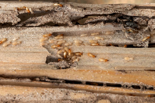 Best Flea Control Services  in Suamico, WI